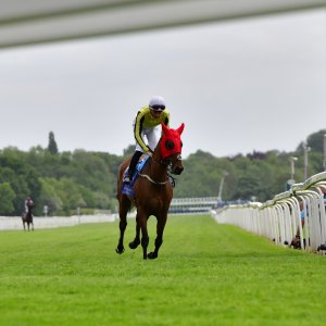 York | Dante Festival | 15,16/5/25