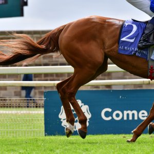 York | Dante Festival | 15,16/5/25