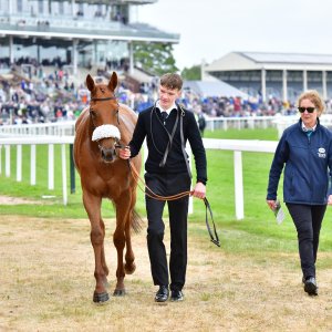 York | Dante Festival | 15,16/5/25