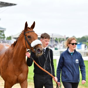 York | Dante Festival | 15,16/5/25