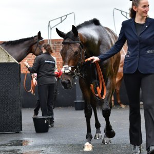 York | Dante Festival | 15,16/5/25