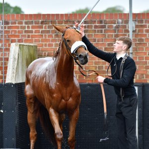 York | Dante Festival | 15,16/5/25
