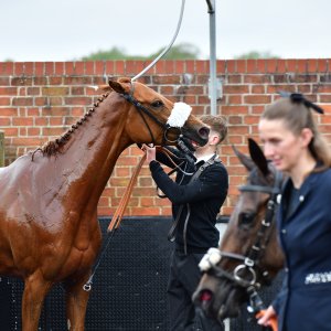 York | Dante Festival | 15,16/5/25