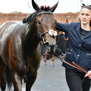 York | Dante Festival | 15,16/5/25