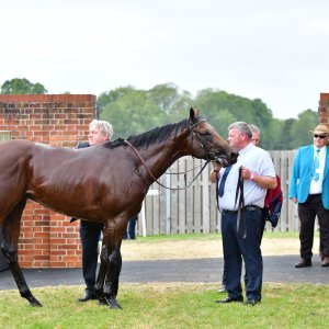 York | Dante Festival | 15,16/5/25