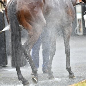 York | Dante Festival | 15,16/5/25