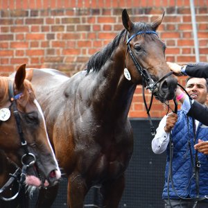 York | Dante Festival | 15,16/5/25