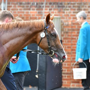 York | Dante Festival | 15,16/5/25