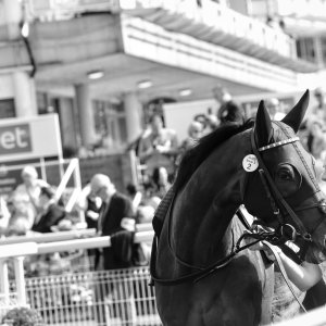 York | Ebor Festival | 26/8/23