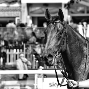 York | Ebor Festival | 26/8/23