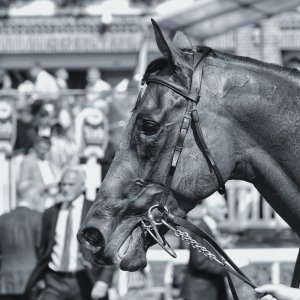 York | Ebor Festival | 26/8/23