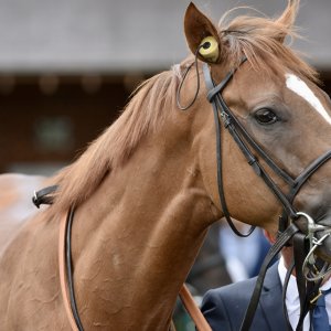 York | Ebor Festival | 26/8/23