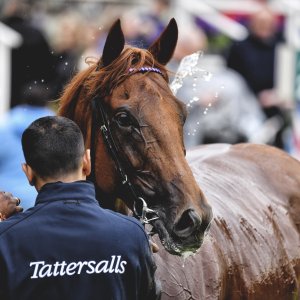 York | 65th John Smith's Cup | 13/7/24