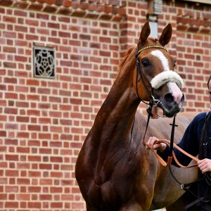 York | 65th John Smith's Cup | 13/7/24