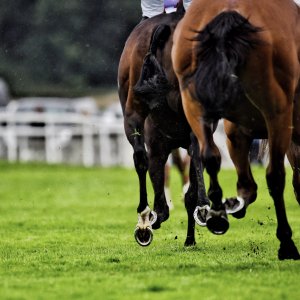 York | 65th John Smith's Cup | 13/7/24