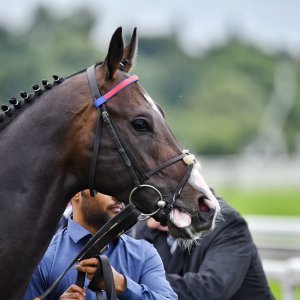 York | 65th John Smith's Cup | 13/7/24