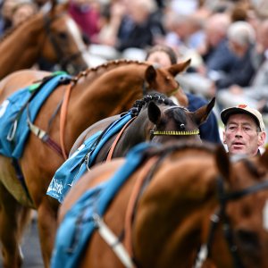 York | 65th John Smith's Cup | 13/7/24