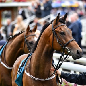 York | 65th John Smith's Cup | 13/7/24