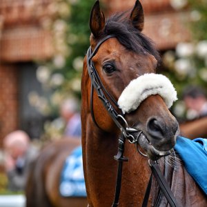 York | 65th John Smith's Cup | 13/7/24