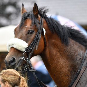 York | 65th John Smith's Cup | 13/7/24