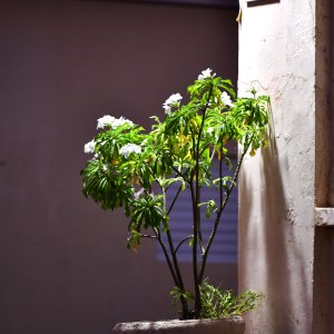 Barbados, Caribbean Island