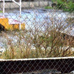 Barbados, Caribbean Island