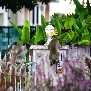 Barbados, Caribbean Island