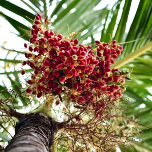 Barbados, Caribbean Island