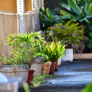 Barbados, Caribbean Island