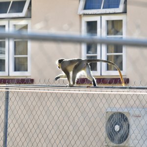 Barbados, Caribbean Island