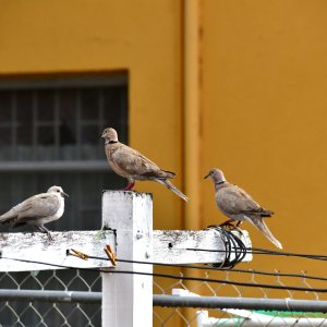 Barbados, Caribbean Island