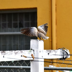 Barbados, Caribbean Island