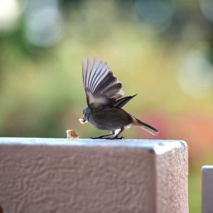 Barbados, Caribbean Island