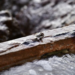 Barbados, Caribbean Island