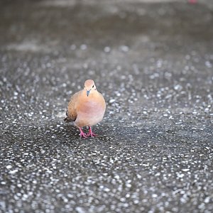 Barbados, Caribbean Island
