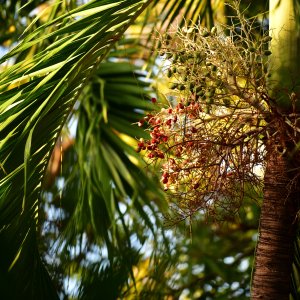 Barbados, Caribbean Island
