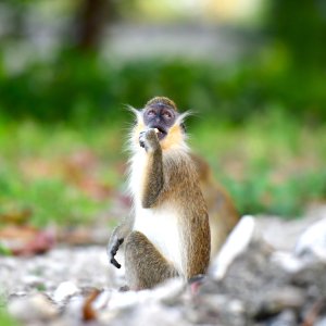 Barbados, Caribbean Island