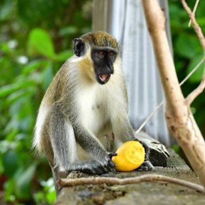 Barbados, Caribbean Island