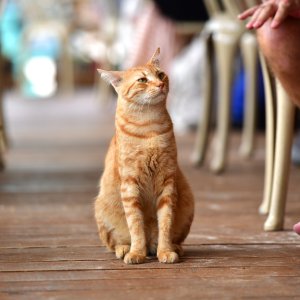 Barbados, Caribbean Island