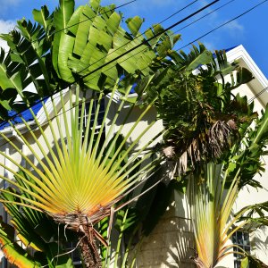 Barbados, Caribbean Island