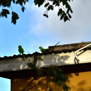 Barbados, Caribbean Island