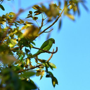 Barbados, Caribbean Island
