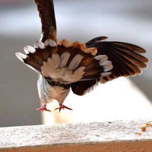 Barbados, Caribbean Island